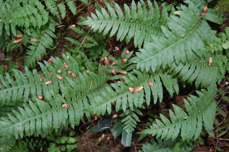 California Polypody Fills Tough Shady Corners