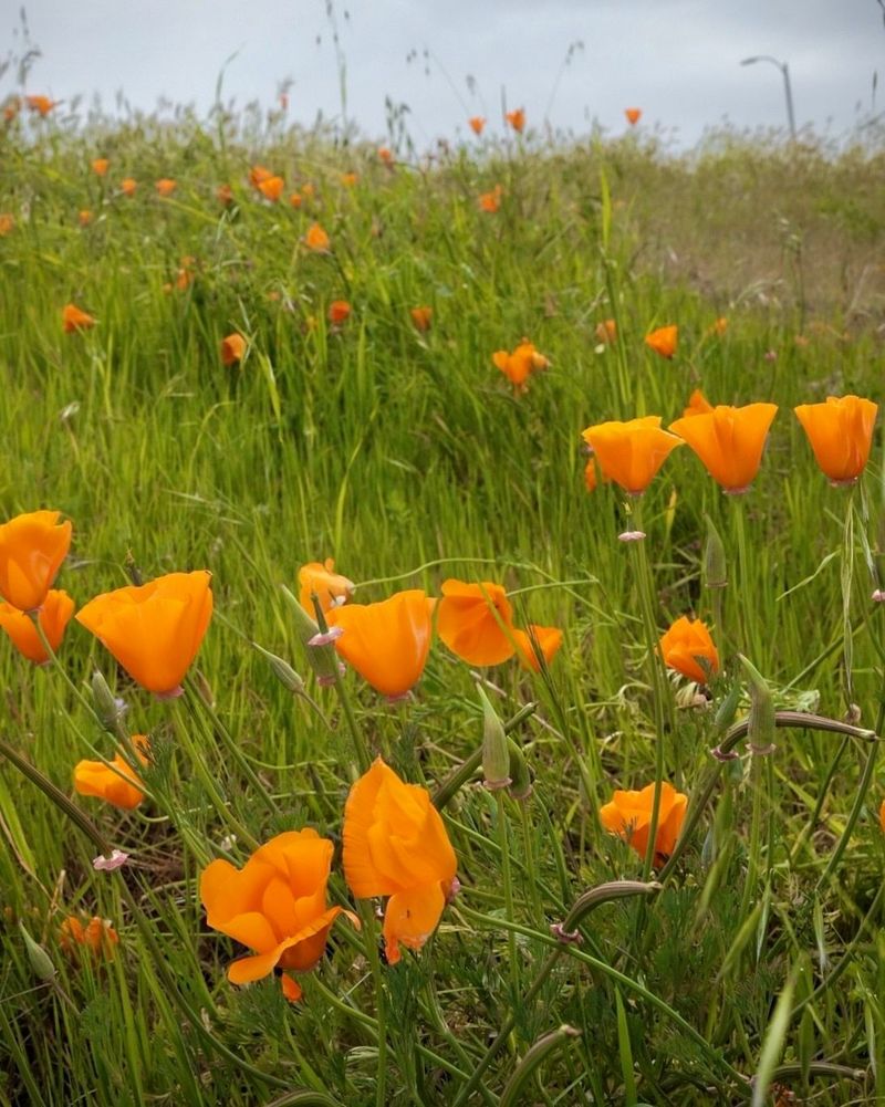 California Poppy Lights Dry Beds With Bright Early Season Blooms