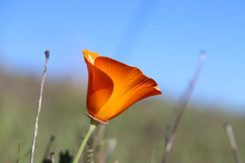 California Poppy Naturally Fades When Heat Arrives California Poppy Naturally Fades When Heat Arrives