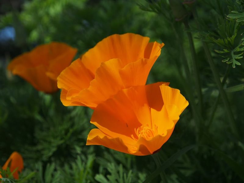 California Poppy Reseeds For Easy Seasonal Color California Poppy Reseeds For Easy Seasonal Color