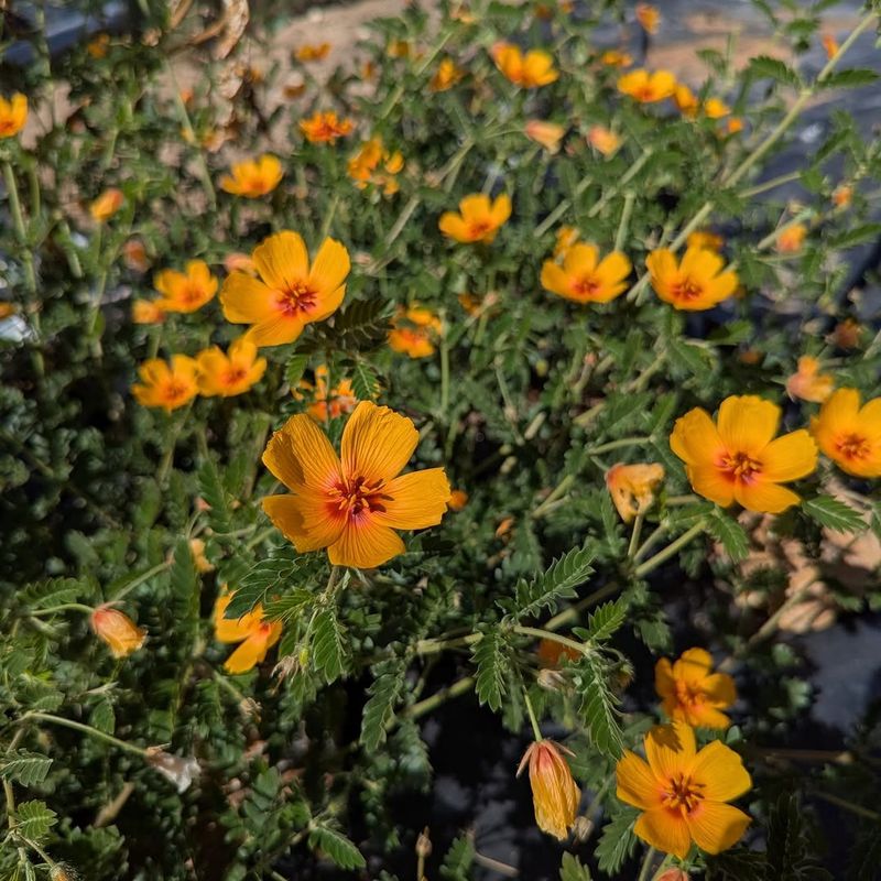California Poppy Returns From Self-Sown Seed