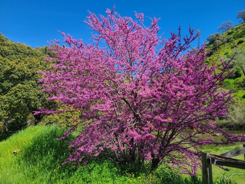 California Redbud Brings Seasonal Beauty