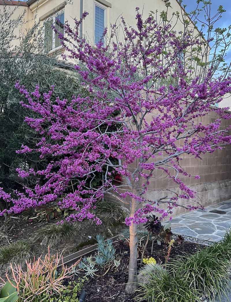 California Redbud California Redbud
