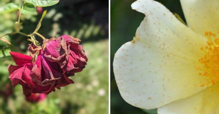 California Rose Growers Keep Missing These Tiny Thrips Problems (And Here Is What To Do About It)
