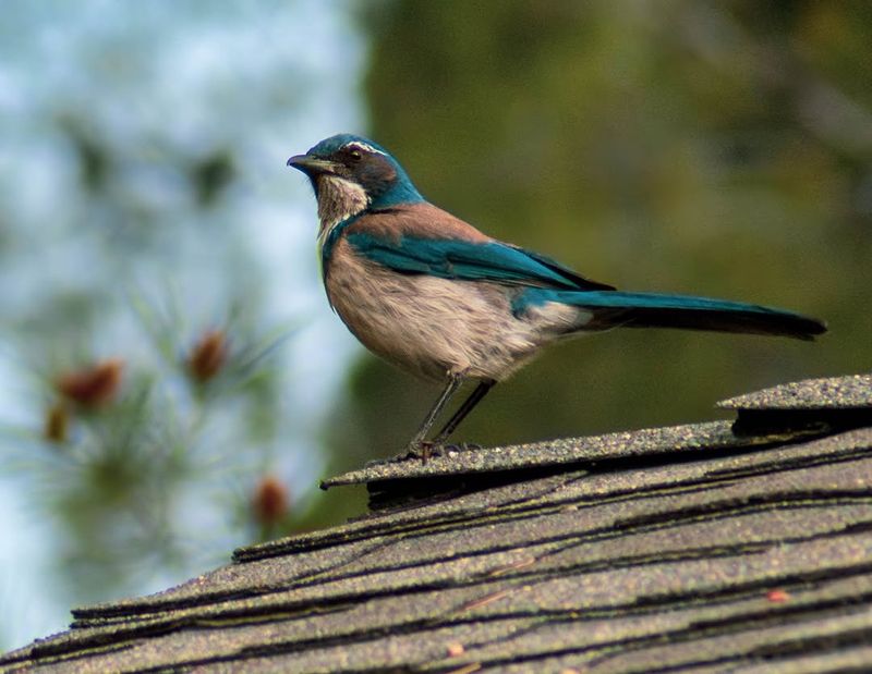California Scrub-Jays Make Their Presence Loud And Clear