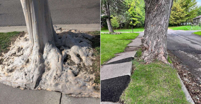 California Street Trees That Are Quietly Destroying Foundations And Pipes