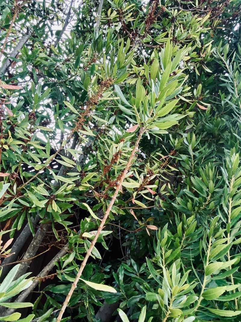 California Wax Myrtle Makes A Fast Native Evergreen Screen