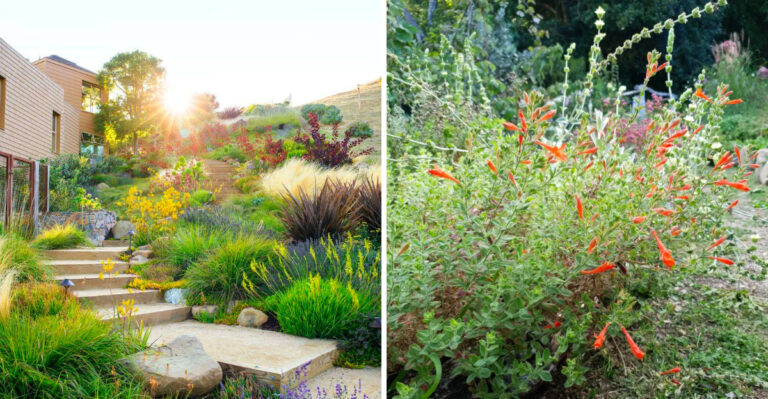 California’s New Sustainable Garden Trend And The Best Plants For Hot Weather