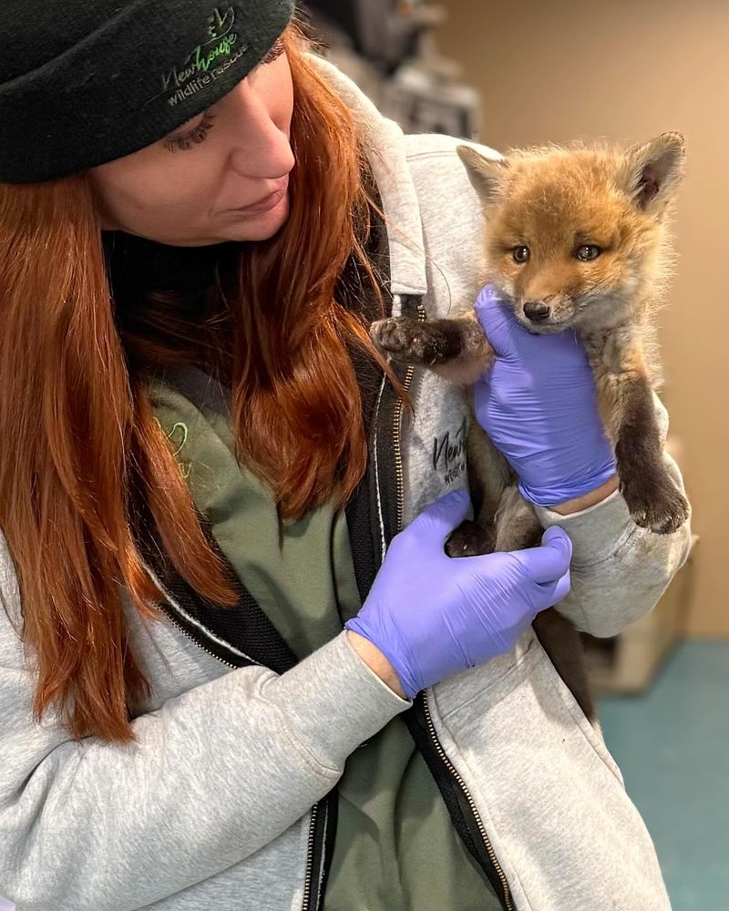 Call A Licensed Wildlife Rehabilitator If Something Is Clearly Wrong