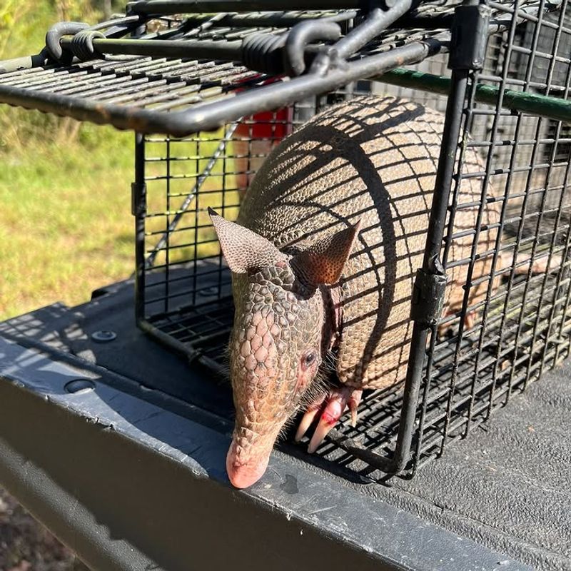 Call A Wildlife Professional For Persistent Yard Damage