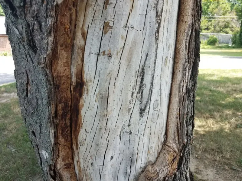 Call An Arborist For Severe Trunk Damage
