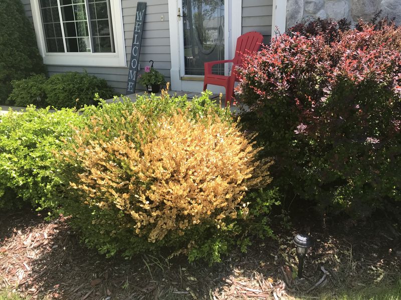 Call Extension Help If Yellowing Keeps Spreading
