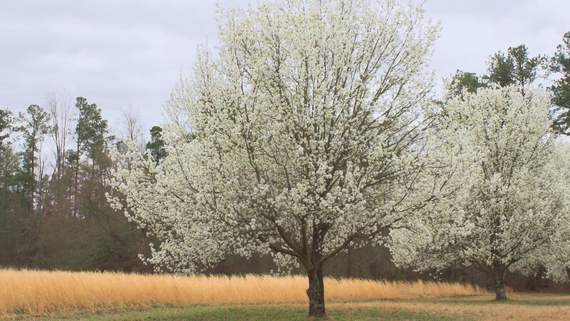 Callery Pear Creates Bigger Problems Than Spring Blooms Are Worth Callery Pear Creates Bigger Problems Than Spring Blooms Are Worth
