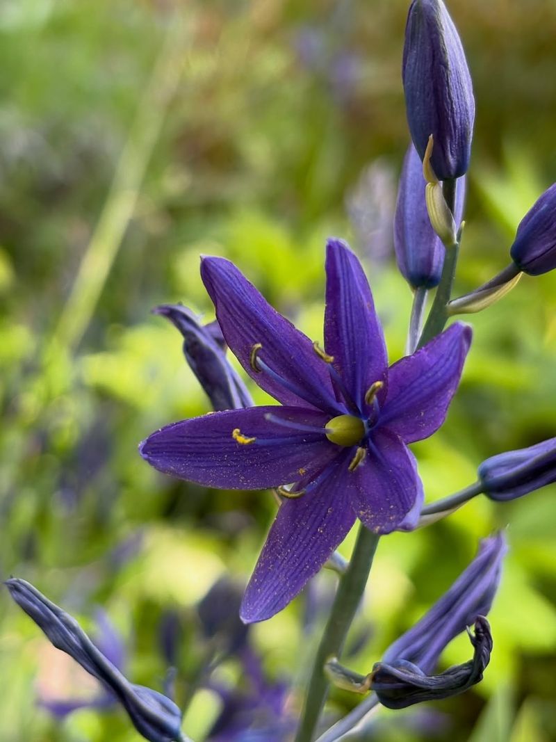 Camas Belongs In Heavy Spring-Wet Soil