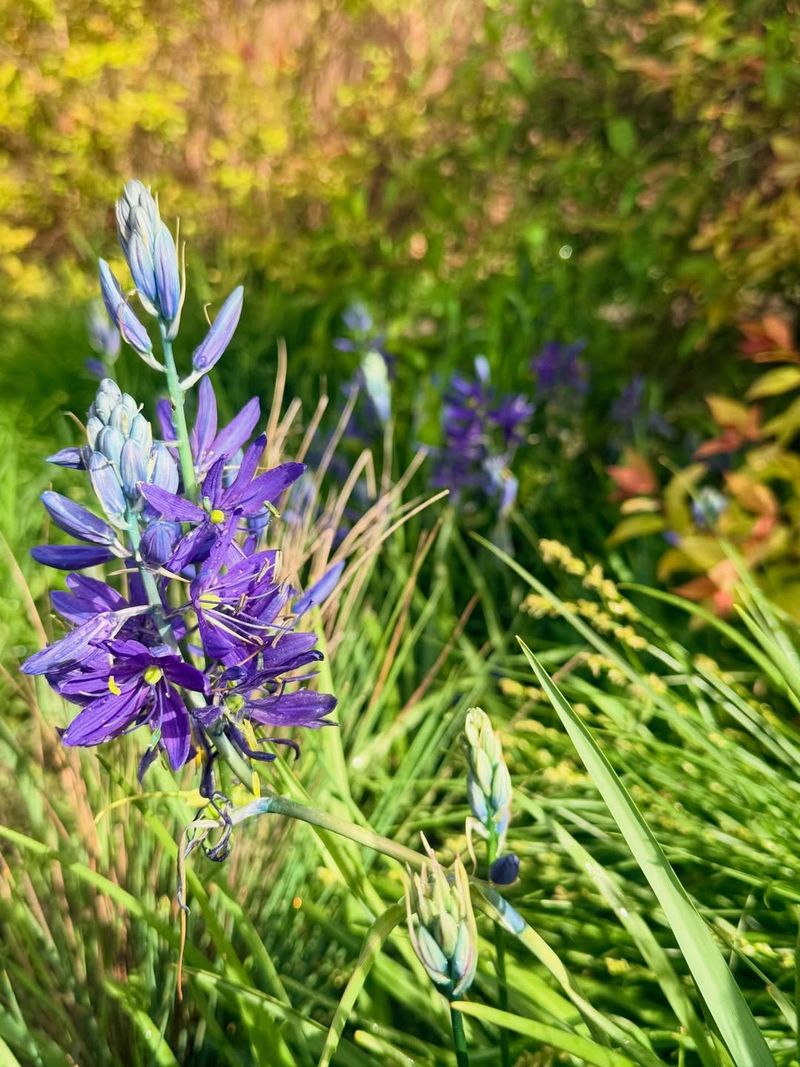 Camas Shines In Spring-Wet Heavy Soil