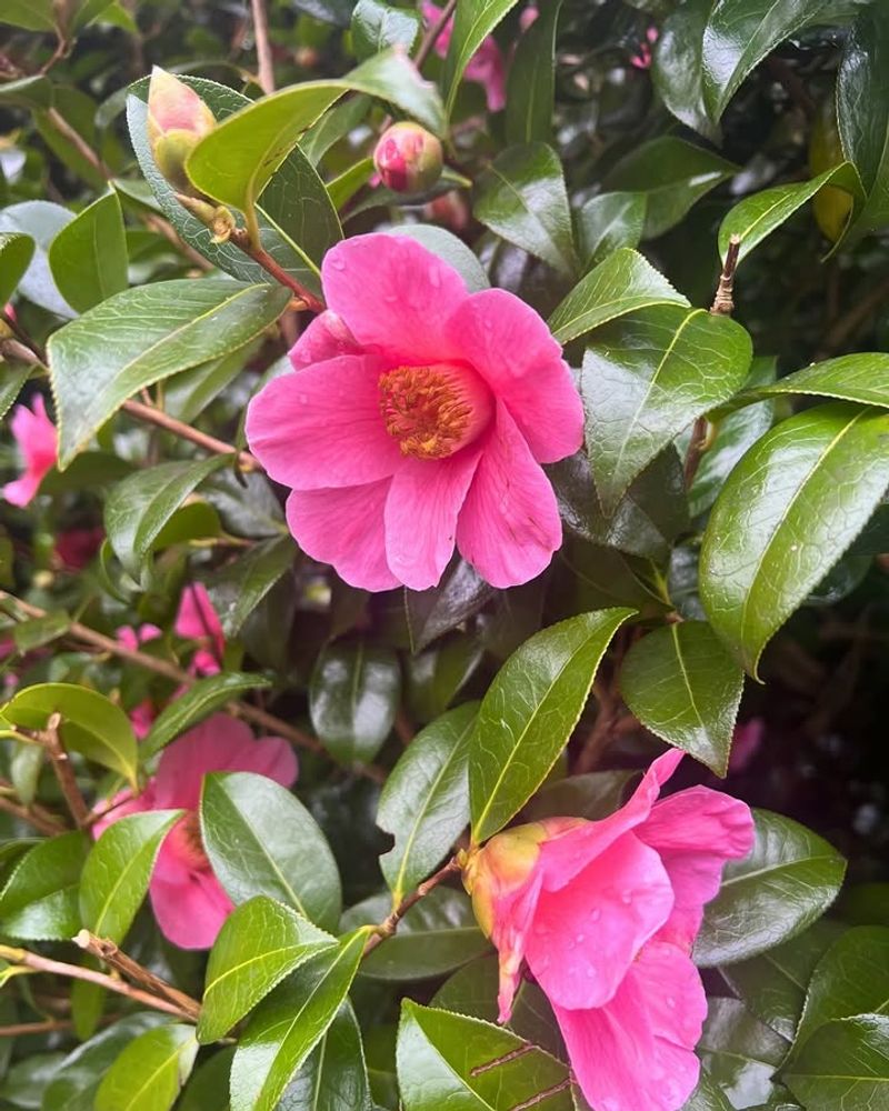 Camellia