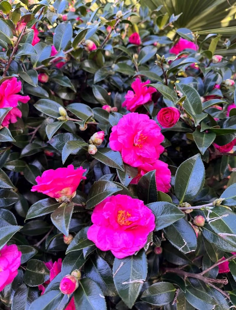 Camellias Add Glossy Leaves And Cool-Season Blooms