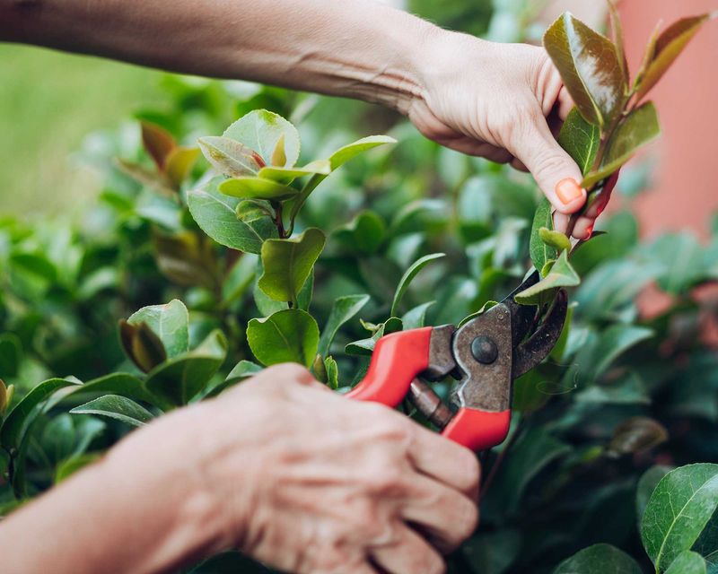 Camellias Can Be Pruned Once Blooming Ends