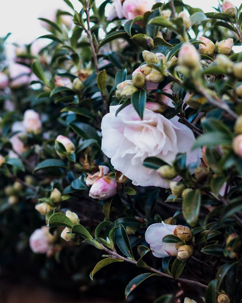 Camellias May Already Be Setting Next Year's Buds