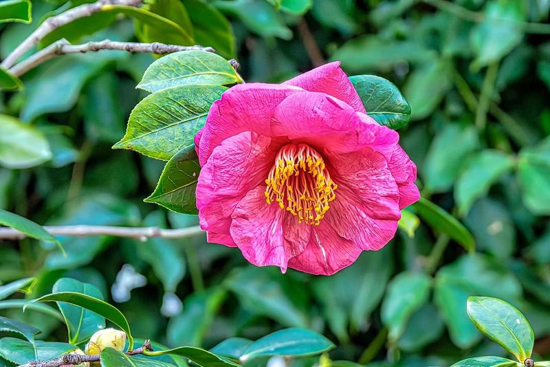 Camellias May Have A Weaker Bloom Season