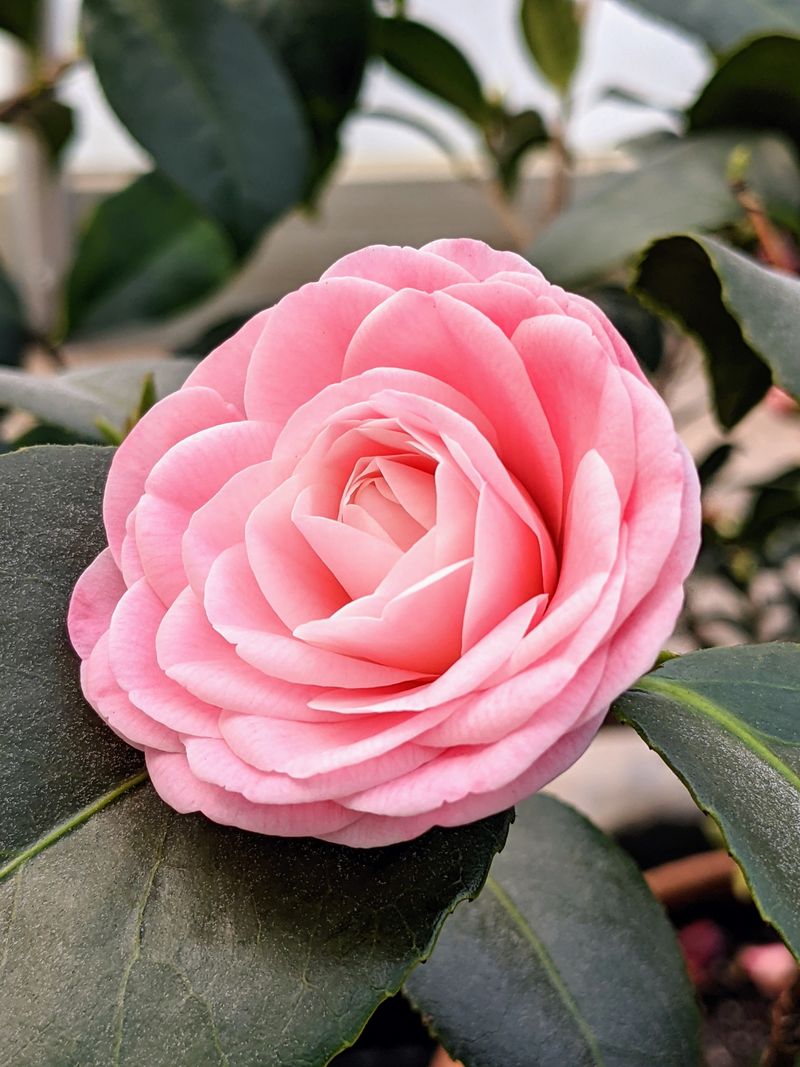 Camellias Need Moist Roots Before Hot Weather Hits