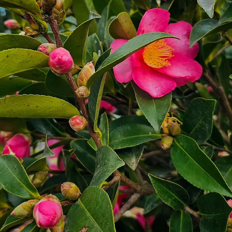 Camellias Prefer Bright Shade Over Blazing Sun Camellias Prefer Bright Shade Over Blazing Sun