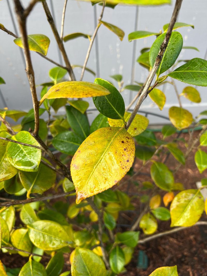 Camellias Regret Harsh Heat And Dry Soil Camellias Regret Harsh Heat And Dry Soil