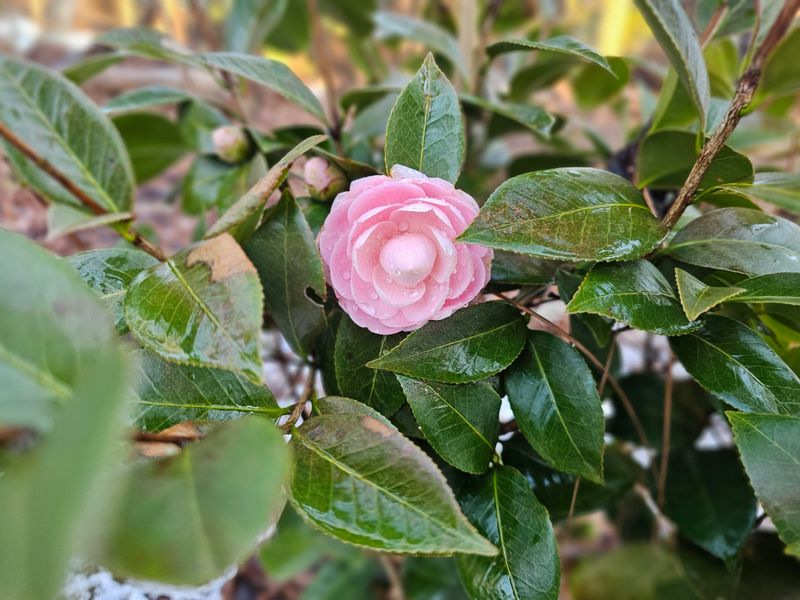 Camellias