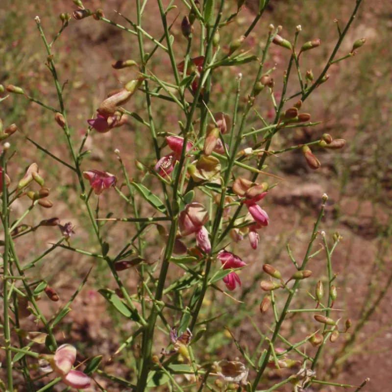 Camelthorn Fits In With Many Desert Shrubs Camelthorn Fits In With Many Desert Shrubs