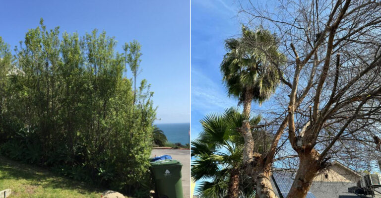 Can A California Neighbor Force You To Remove A Tree That Blocks Their View