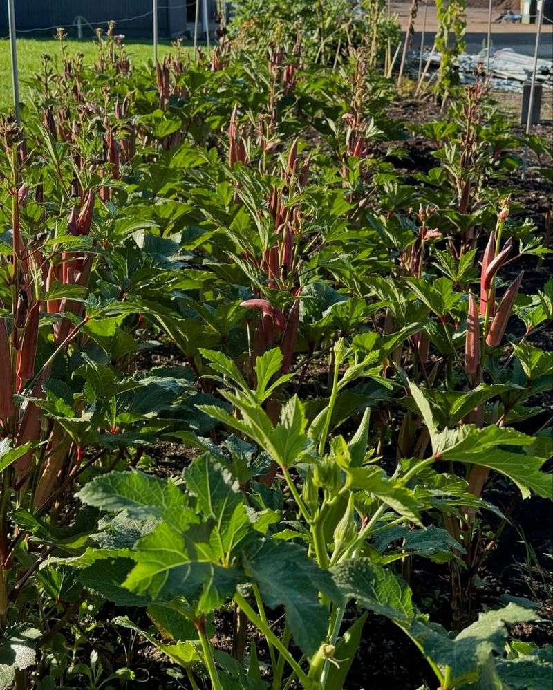 Can Be Grown In Containers Or Raised Beds