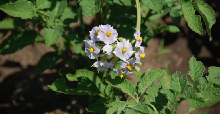 potato blossom