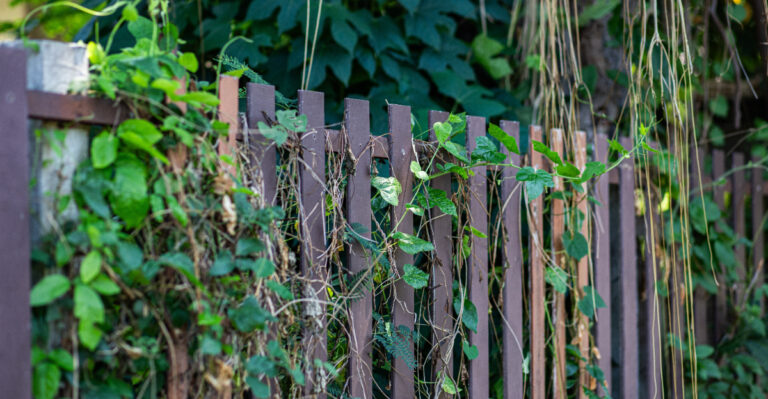 Can Oregon Gardeners Remove Vines Growing Through A Shared Fence?