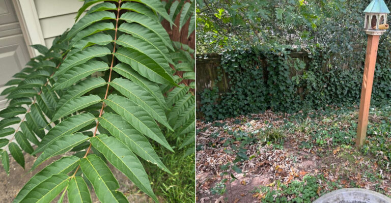 Can Oregon Homeowners Force A Neighbor To Remove An Invasive Plant That Has Spread Into Their Yard