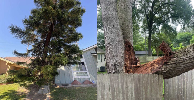 Can Your California Neighbor Force You To Trim A Tree On Your Own Property