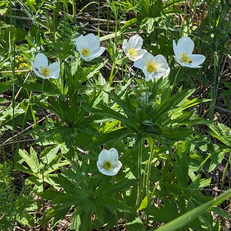 Canada Anemone Canada Anemone