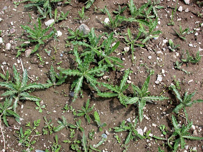 Canada Thistle Needs Early Persistence