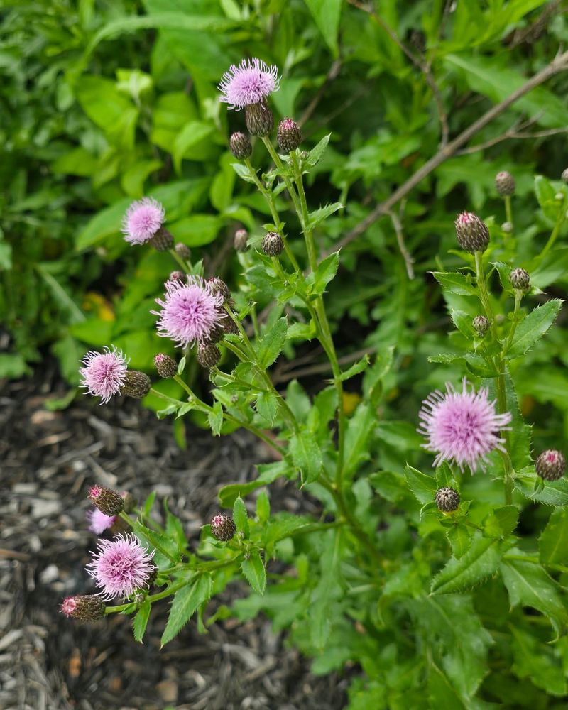 Canada Thistle