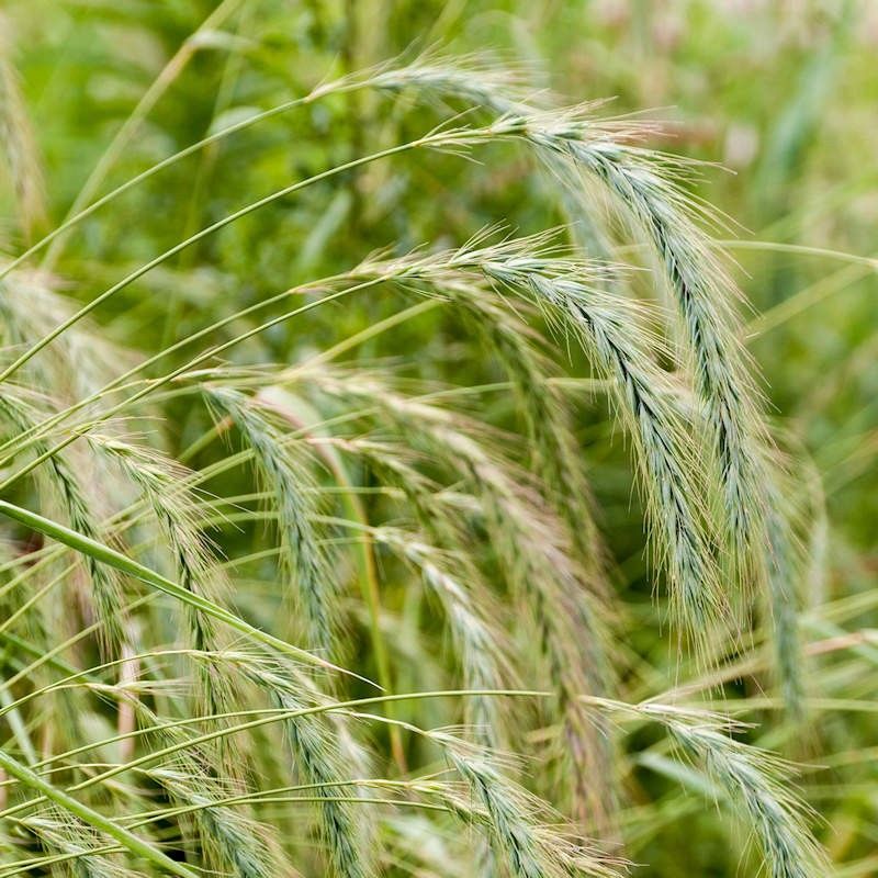 Canada Wild Rye Canada Wild Rye