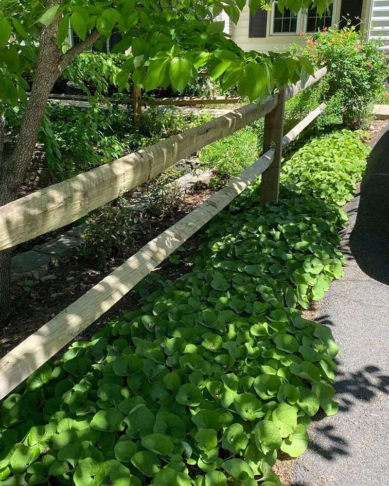Canadian Wild Ginger