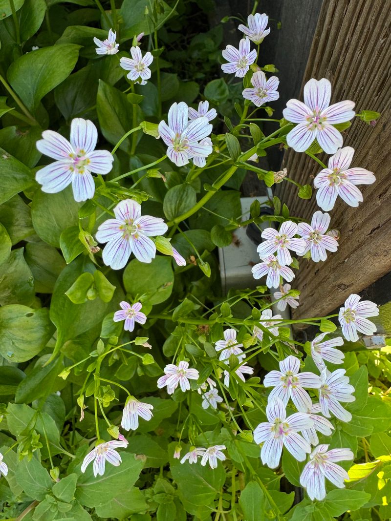 Candy Flower Candy Flower