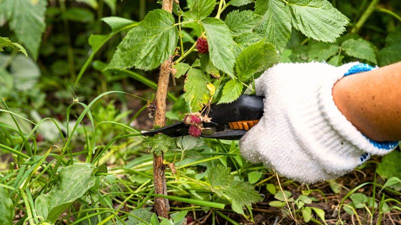 Caneberries Need Spent Canes Removed After Fruiting