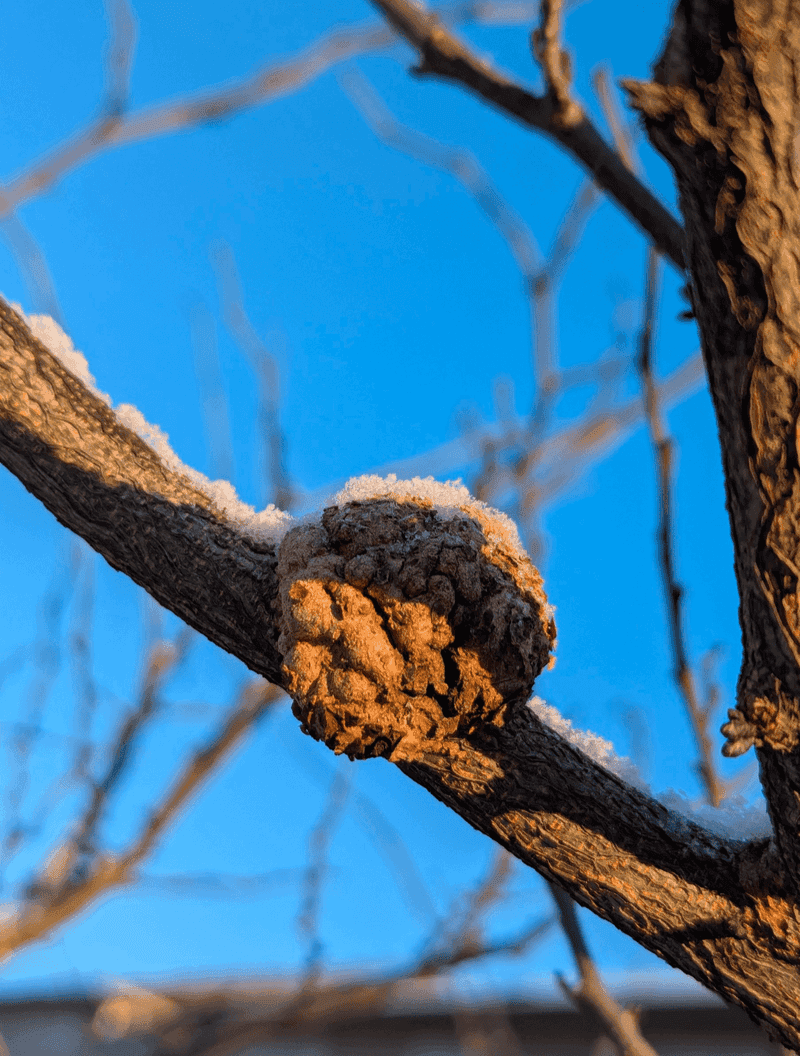 Canker And Wilt Exploit Weak Trees Canker And Wilt Exploit Weak Trees