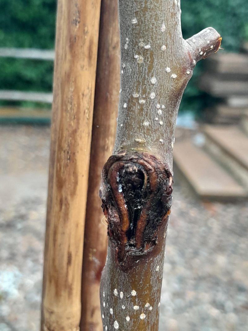 Canker Diseases Slowly Weaken Older Apple Trees Canker Diseases Slowly Weaken Older Apple Trees