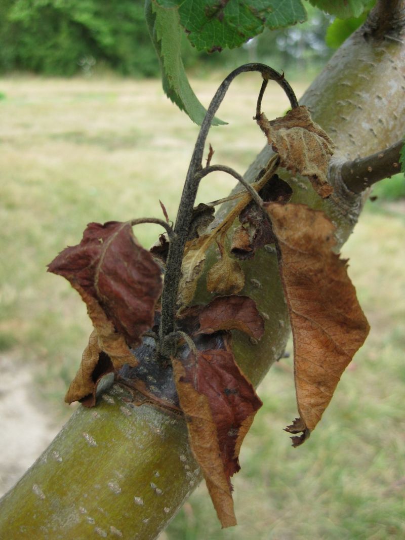 Cankers Let The Bacteria Survive Into Next Spring Cankers Let The Bacteria Survive Into Next Spring