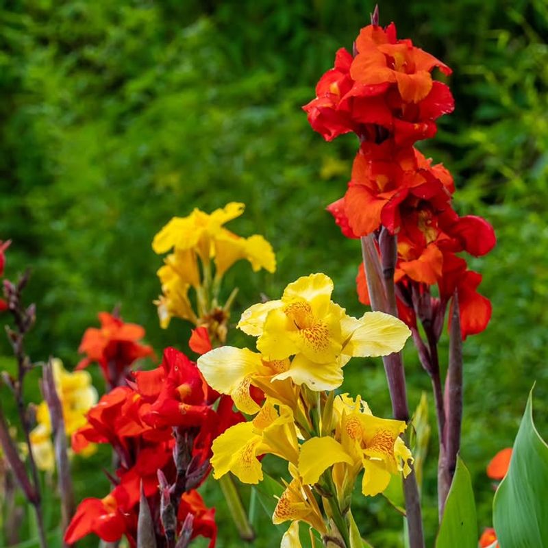 Canna Lilies