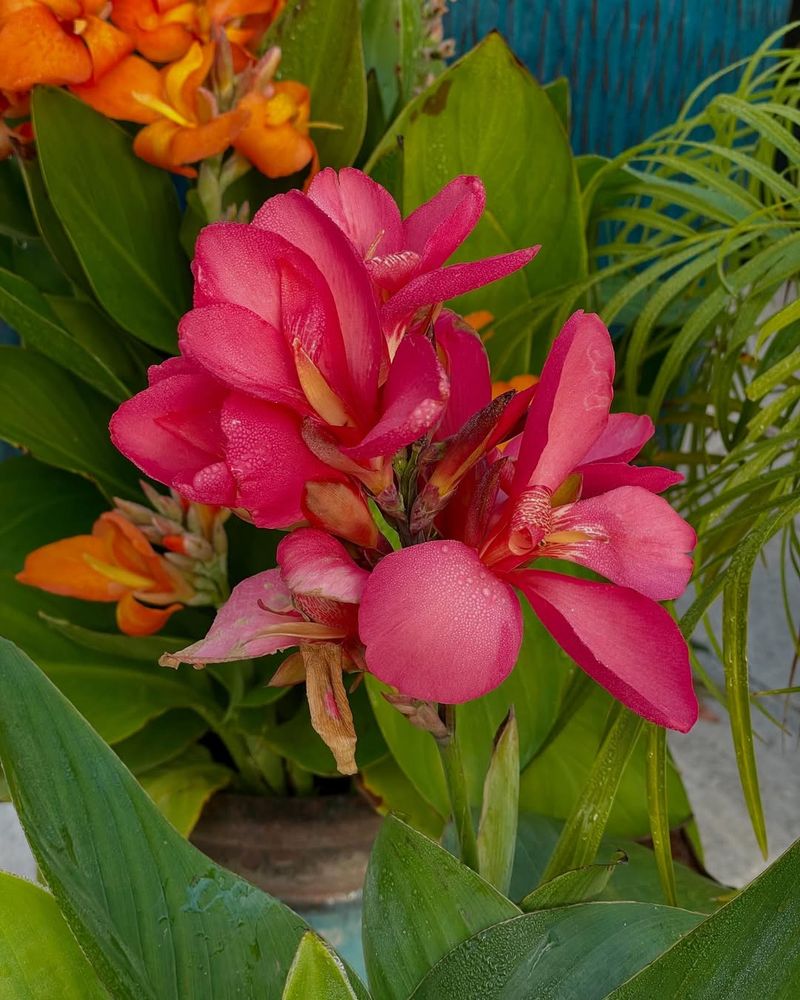 Canna Lily Fills Damp Beds Before You Notice Canna Lily Fills Damp Beds Before You Notice