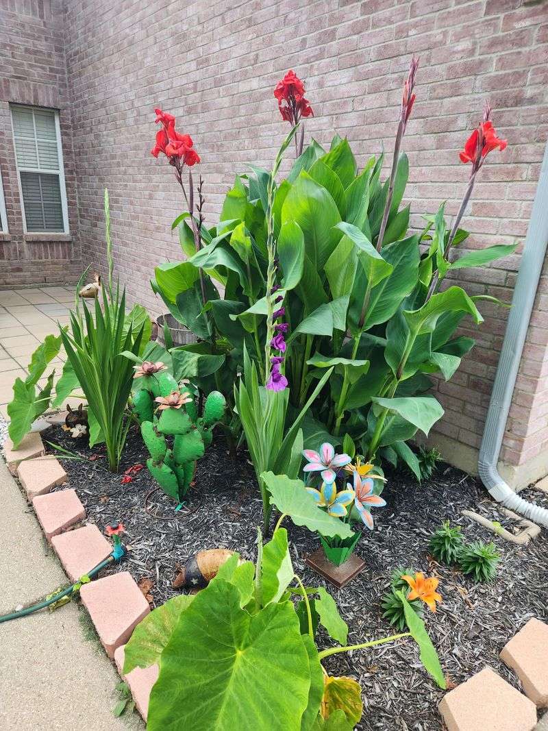 Canna Lily Shoots Up With Tropical-Looking Foliage