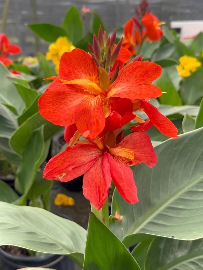 Cannas (Canna Spp.)