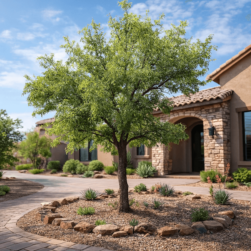 Canyon Hackberry Supports Wildlife-Friendly Shade Canyon Hackberry Supports Wildlife-Friendly Shade